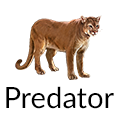Predator