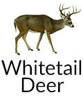 Whitetail Deer